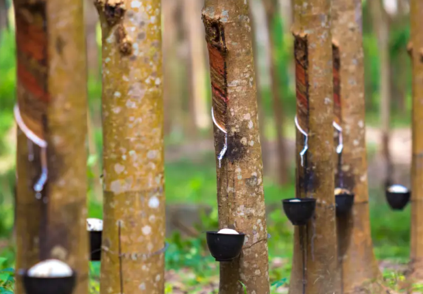 橡胶市场