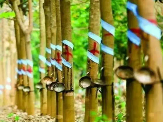 日本橡胶期货