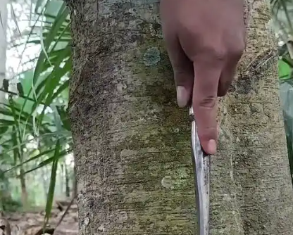 天然橡胶