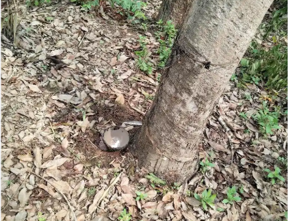 日本橡胶期货