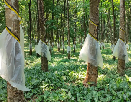 喀拉拉邦