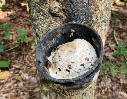 橡胶供给上量